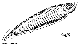 Amphioxus (Sheepshead Lamprey)