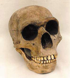 Neanderthal skull